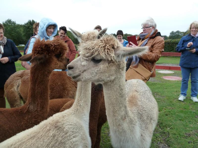 Besuch Alpaka Farm